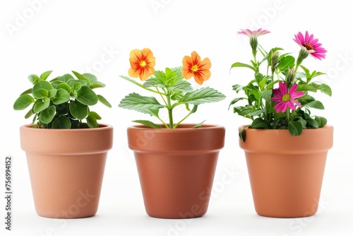 Flower pots alone on white background