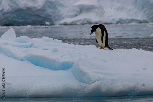 Manchot Papou marchant sur la banquise en Antarctique