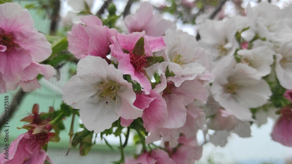 Fototapeta premium Close up white and pink sakura bloom 