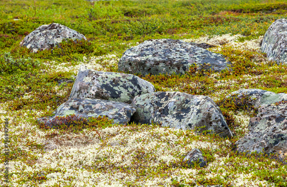 Tundra landscape in Murmansk region Tundra landscape in Murmansk region