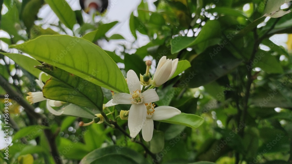 Fototapeta premium Citrus flowers 