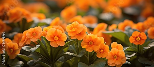 A collection of orange flowers, part of the rose family, are blooming in a garden. These herbaceous plants are annuals with peachlike petals photo