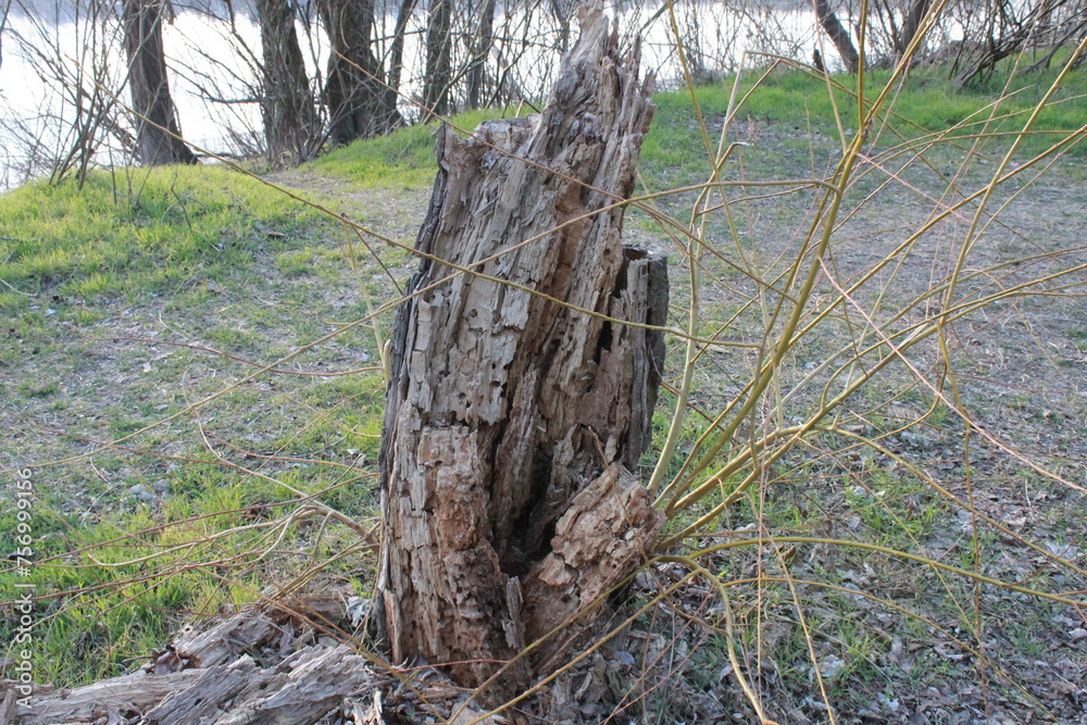 Tree stump. Dry stump from a fallen tree.
Tree stump. Dry stump from a fallen tree.
