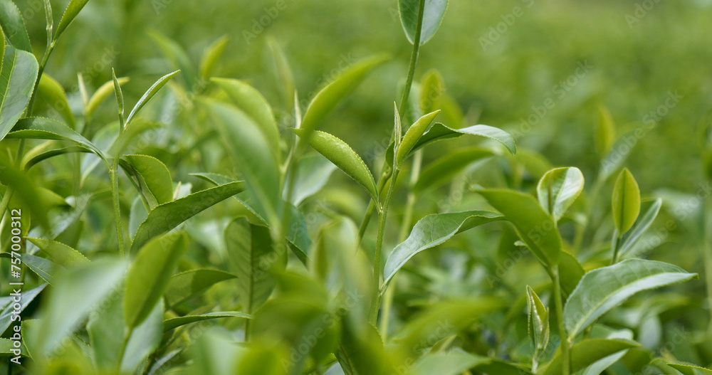 Fresh Green tea tree leaves in eco herbal farm. Tree tea plantations in morning sun light. Freshness herbal green natural garden farmland. Drinking organic relax heath plant. Green tea tree in farm Fresh Green tea tree leaves in eco herbal farm. Tree tea plantations in morning sun light. Freshness herbal green natural garden farmland. Drinking organic relax heath plant. Green tea tree in farm