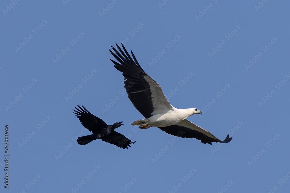 The beautiful flight characteristics of Brahminy Kite, White-bellied Sea-eagle, and Osprey in Thailand.