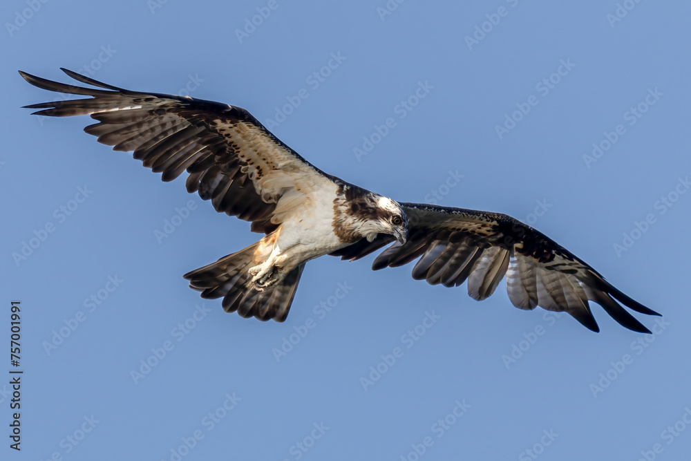 Obraz premium The beautiful flight characteristics of Brahminy Kite, White-bellied Sea-eagle, and Osprey in Thailand.