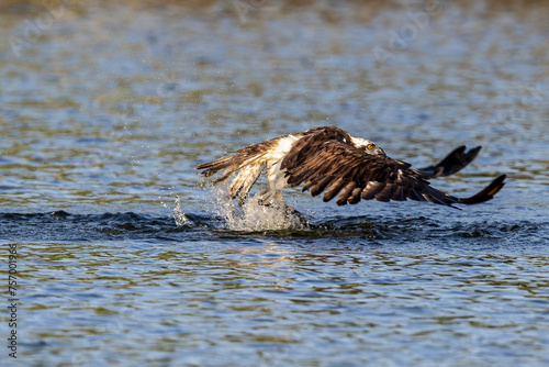 The beautiful flight characteristics of Brahminy Kite, White-bellied Sea-eagle, and Osprey in Thailand. photo