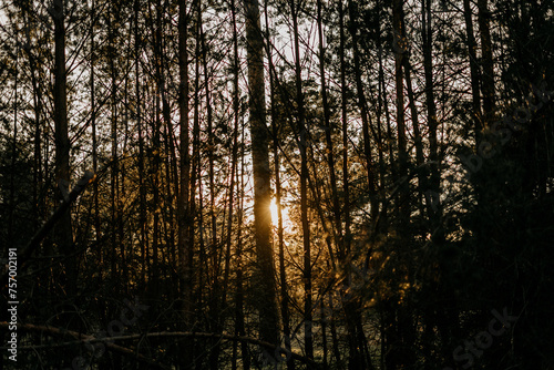 Sonnenuntergang scheint durch Bäume auf einem schönen Feld