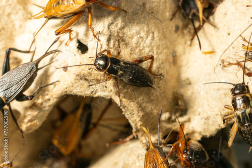 Foto Study of the structure and characteristics of Gryllus bimaculatus in Laboratory