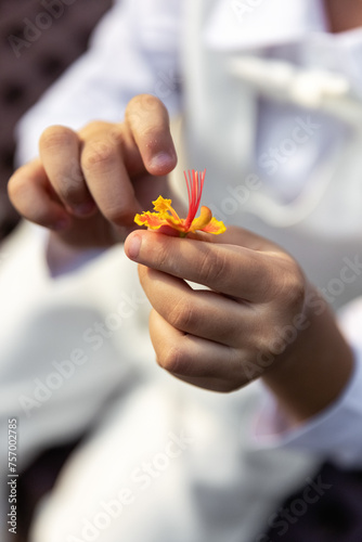 A child's hand of a girl holds a small lilac flower. The child gives a lilac flower. A girl's hand in a light dress holds a small flower on a green background on a sunny summer day