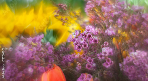 beautiful flowering plant with small purple flowers