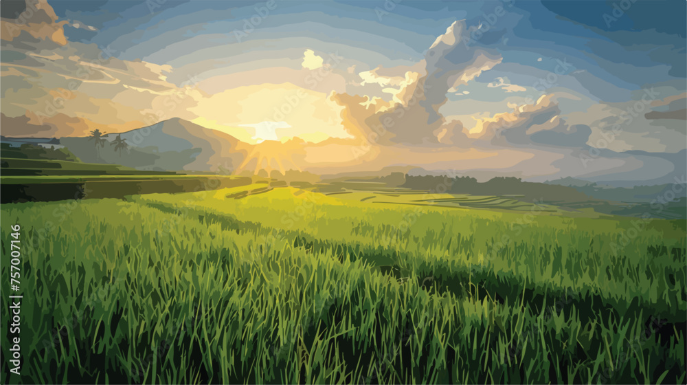 Green rice field in sunrise 