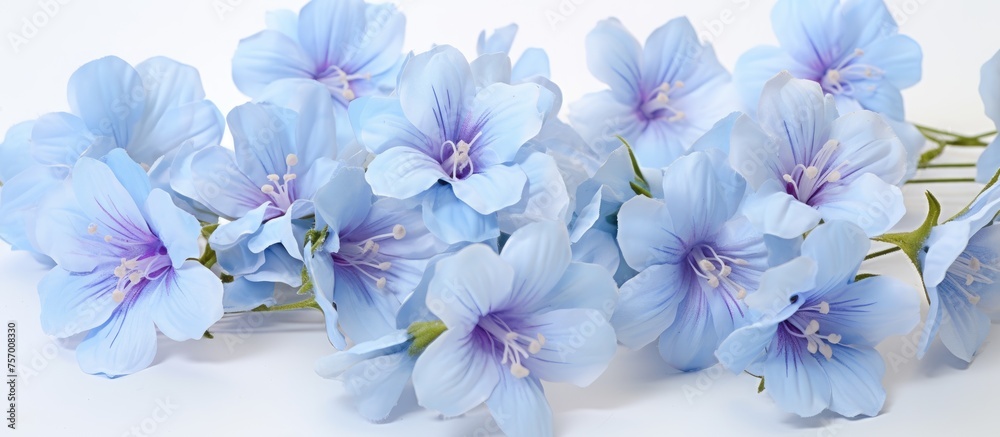 A beautiful display of electric blue flowers with purple centers on a white background, creating a vibrant and colorful scene. The flowering plants add a pop of color to any event or garden