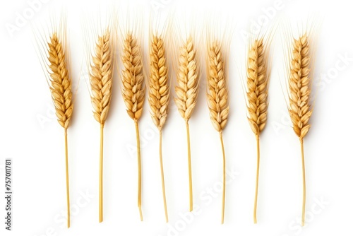 Isolated ears of wheat on white background, viewed from the top.
