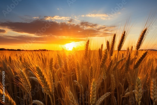 Field of wheat with a setting sun. © LimeSky