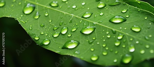 A macro shot of a moist green leaf with water droplets on it, showcasing the beauty of plant botany and the importance of water in sustaining terrestrial plants