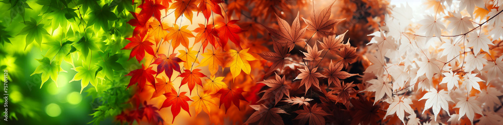 Four Seasons Foliage: Maple Leaves Transitioning Through the Colors and Textures of Spring, Fall, Summer, and Winter
