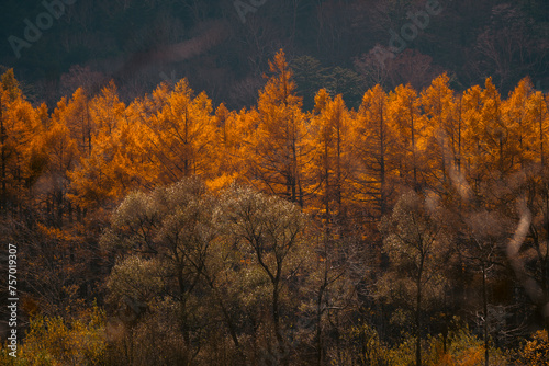 A forest with trees in various stages of autumn. The trees are mostly orange, but some are still green. Scene is peaceful and serene, as the trees are in a natural setting