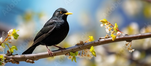 The perching bird with black feathers is using its beak and claws to hold onto a twig on a tree branch near the water. Its wings are folded, showcasing its adaptation for perching photo