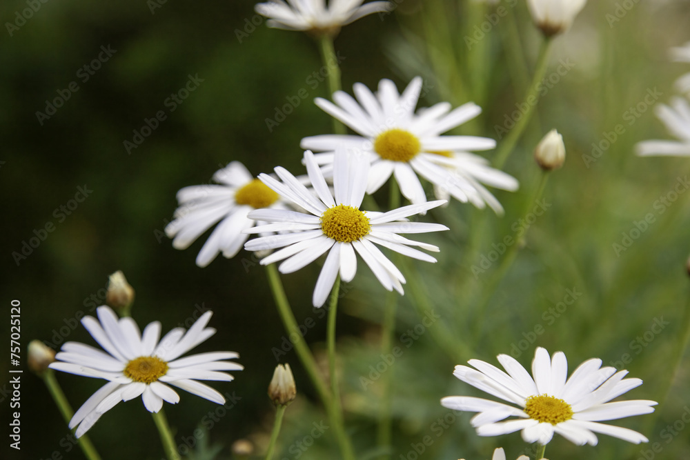 Fototapeta premium Daisies in the forest