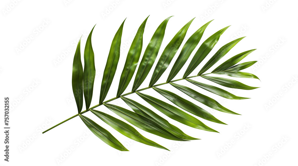 Green palm leaf isolated.png Green palm leaf isolated.png