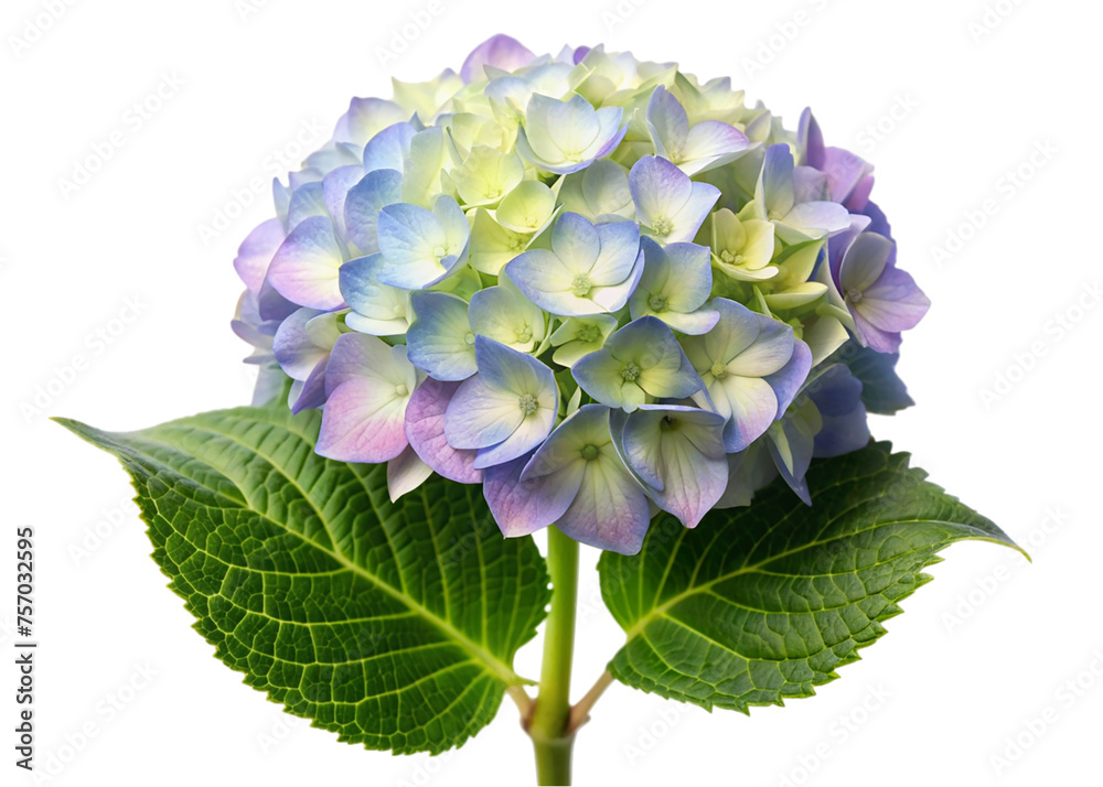 Obraz premium Blue hydrangea flower isolated on transparent background. Hydrangea macrophylla.