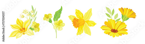 Yellow Blooming Flower as Garden Blossom Vector Set