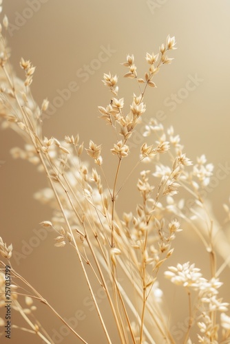 Dry wheat bunch on a beige background.