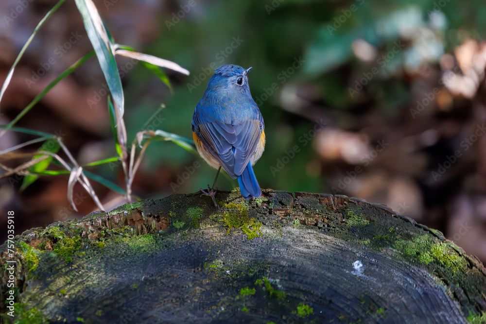 幸せの青い鳥、可愛いルリビタキ(ヒタキ科)。 日本国千葉県市川市、大町公園自然観察園にて。 2024年3月9日撮影。 A happy blue ...