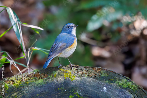 幸せの青い鳥、可愛いルリビタキ（ヒタキ科）。日本国千葉県市川市、大町公園自然観察園にて。 2024年3月9日撮影。A happy blue bird, the lovely Red-flanked Bluetail (Tarsiger cyanurus, family comprising flycatchers).At Omachi park natural observation 