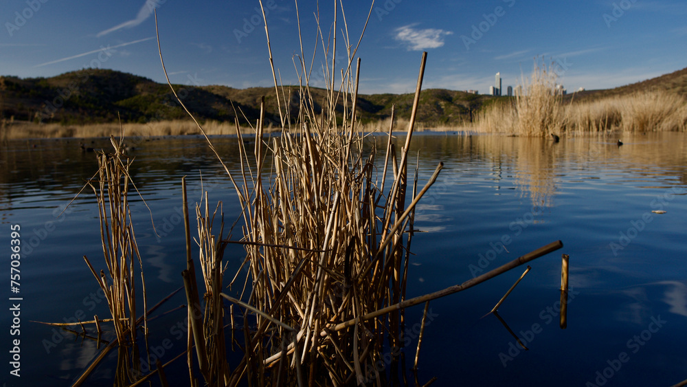 Ankara Eymir lake. View of the lake covered with reeds. Clouds reflected from the lake surface. Blue sky and lake view. Dry tree branches and lake. The focus is on the front. Ankara Eymir lake. View of the lake covered with reeds. Clouds reflected from the lake surface. Blue sky and lake view. Dry tree branches and lake. The focus is on the front.