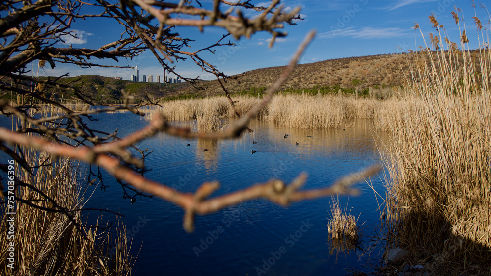 Ankara Eymir lake. View of the lake covered with reeds. Clouds reflected from the lake surface. Blue sky and lake view. Dry tree branches and lake. The focus is on the front.