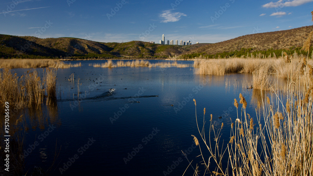 Ankara Eymir lake. View of the lake covered with reeds. Clouds reflected from the lake surface. Blue sky and lake view. Dry tree branches and lake. The focus is on the front.