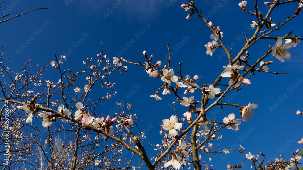 Ankara Eymir lake. White plum flower blooming in spring. Spring flowers. White plum blossom in front of blue sky. Focus is selective. The focus is on the front. Ankara Eymir lake. White plum flower blooming in spring. Spring flowers. White plum blossom in front of blue sky. Focus is selective. The focus is on the front.