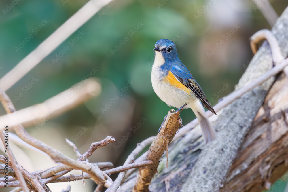 幸せの青い鳥、可愛いルリビタキ(ヒタキ科)。
日本国千葉県市川市、大町公園自然観察園にて。
2024年3月9日撮影。
A happy blue bird, the lovely Red-flanked Bluetail (Tarsiger cyanurus, family comprising flycatchers).
At Omachi park natural observation 幸せの青い鳥、可愛いルリビタキ(ヒタキ科)。
日本国千葉県市川市、大町公園自然観察園にて。
2024年3月9日撮影。
A happy blue bird, the lovely Red-flanked Bluetail (Tarsiger cyanurus, family comprising flycatchers).
At Omachi park natural observation