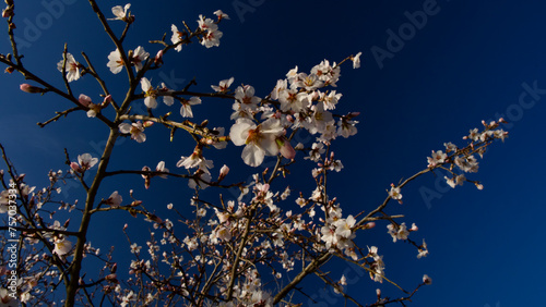 Ankara Eymir lake. White plum flower blooming in spring. Spring flowers. White plum blossom in front of blue sky. Focus is selective. The focus is on the front.