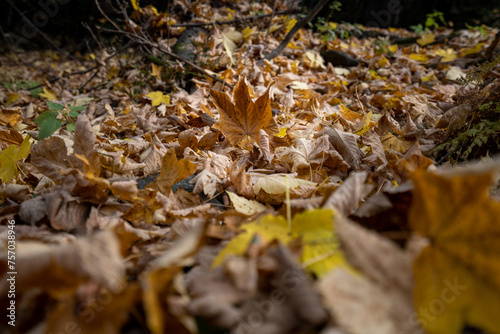 Autumn leaves on the floor in forest. High quality photo