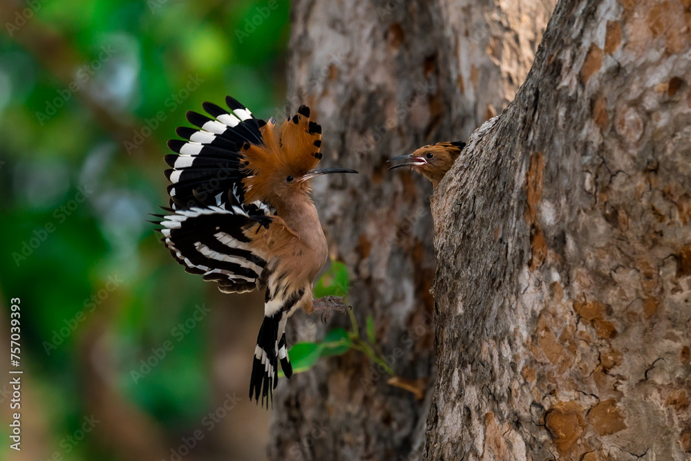 Common Hoopoe, Hoopoe (Upupa epops) The body has light brown stripes. or white and black The mouth is long, slender and curved. Feeding the baby. Phra Nakhon Si Ayutthaya, Thailand. Common Hoopoe, Hoopoe (Upupa epops) The body has light brown stripes. or white and black The mouth is long, slender and curved. Feeding the baby. Phra Nakhon Si Ayutthaya, Thailand.