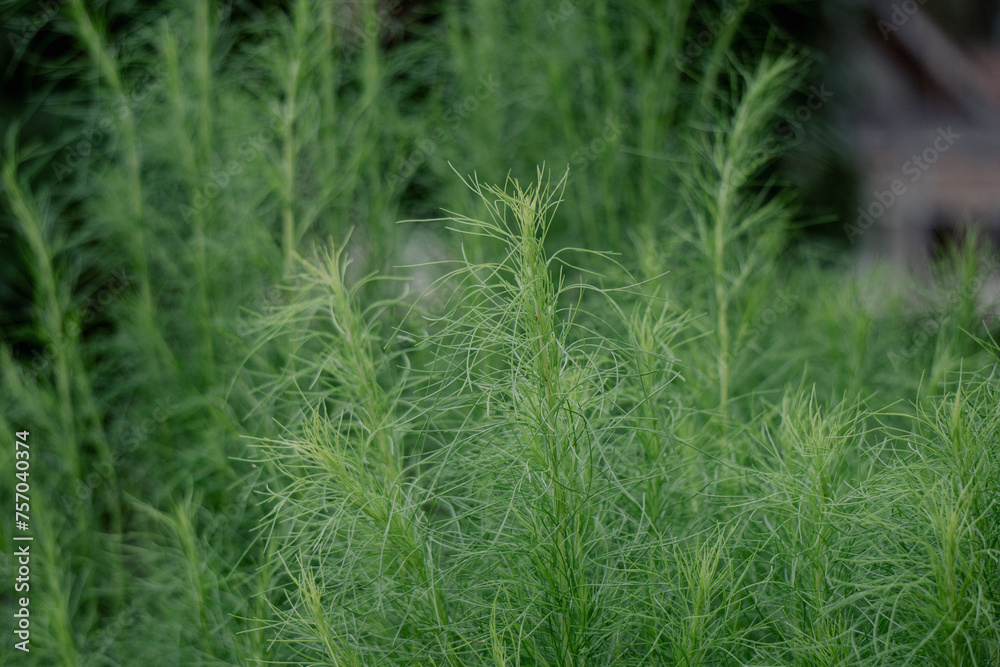 An image of a green plant with thin leaves. An image of a green plant with thin leaves.