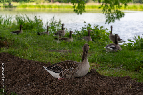 Gray field geese  at a lake photo