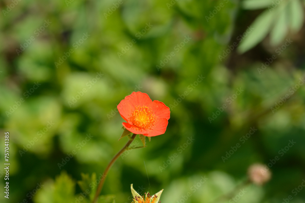 Avens Borisii flower Avens Borisii flower