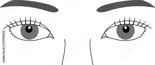 女性の目、まつげ、 二重、 まぶた、 眉毛、白目 、瞳 、正面、リアルな両目の白黒ベクターイラスト