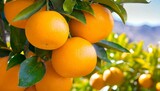 Citrus Splendor: Fresh Oranges Adorning Trees in a Spanish Grove
