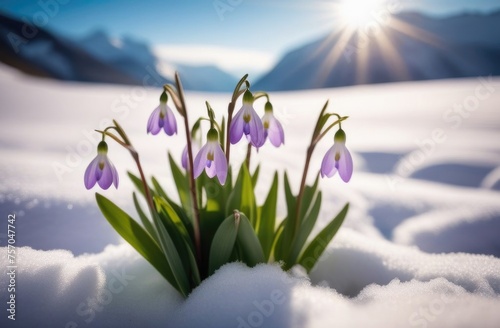 Lilac snowdrops on the background of the mountains © zozo