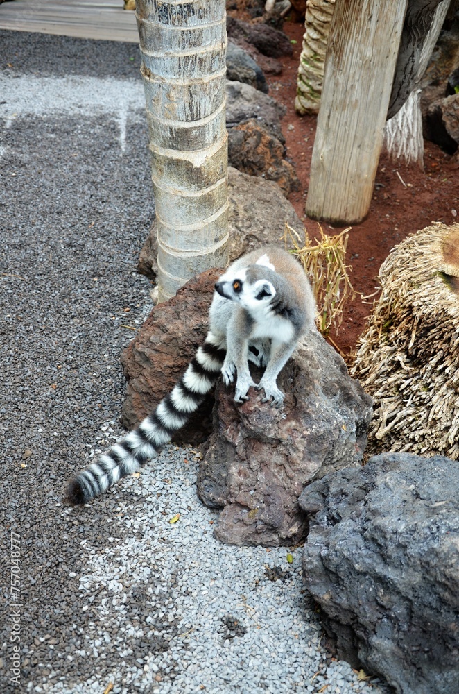 Fototapeta premium Ring-tailed lemur in jungle park at Tenerife, Canary Islands, Spain.