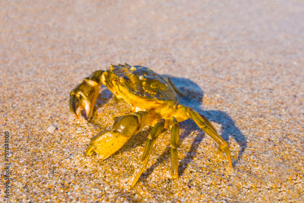 closeup crab on sandy sea beach