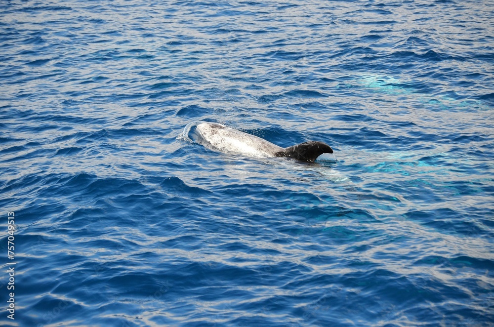 Fototapeta premium Wild delphins near Tenerife swimming