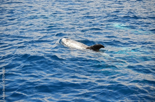 Wild delphins near Tenerife swimming