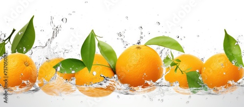 Citrus fruits like Valencia oranges  Clementines  and Tangerines are splashing in the water with leaves  creating a refreshing scene of natural foods