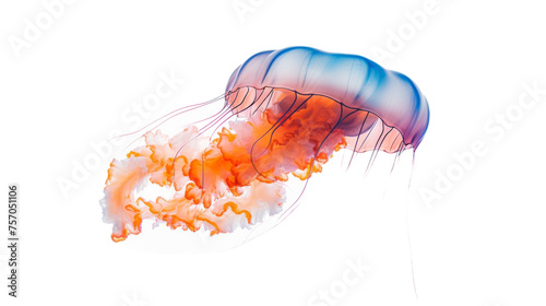 Graceful Jellyfish in Isolation on isolated background